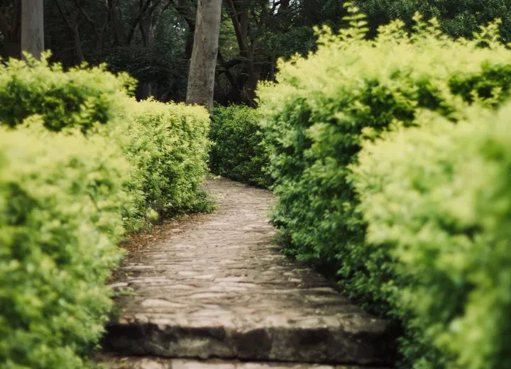 Stone garden path bordered by green shrubs and mature trees, used as general landscape atmosphere.
