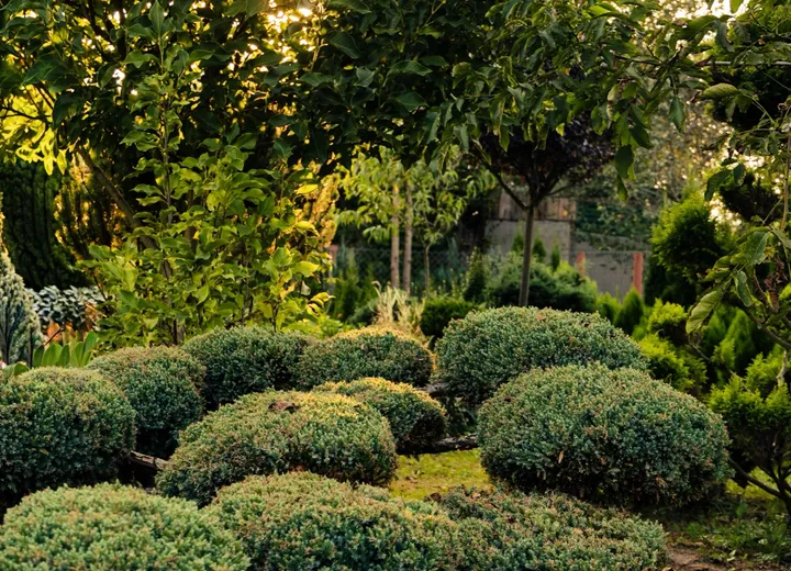 Mature shrubs and planted beds in warm sunlight, used as general landscape atmosphere.